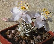 beyaz Bitki Anacampseros  fotoğraf