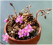 粉红色 卉 Anacampseros  照片