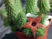 црвен Биљка Хуерниа (Huernia) фотографија