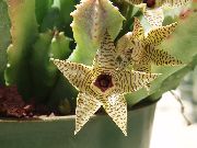 жут Биљка Хуерниа (Huernia) фотографија