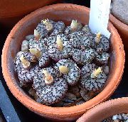 gul  Kon Växt (Conophytum) foto