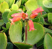 црвен Биљка Свињска Ухо (Cotyledon) фотографија