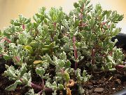 alyvinis augalas Oscularia  nuotrauka