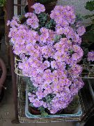 liliowy Roślina Oskulariya (Oscularia) zdjęcie