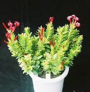 raudonas augalas Rochea  nuotrauka