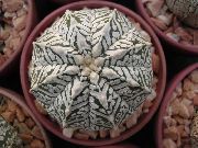 dzeltens Augs Astrophytum  foto