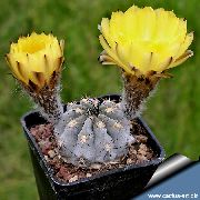yellow Plant Acanthocalycium  photo