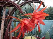 rood Plant Zon Cactus (Heliocereus) foto