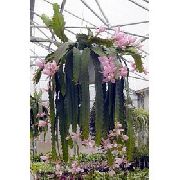 rožinis augalas Saulė Kaktusas (Heliocereus) nuotrauka