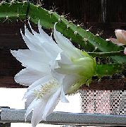 baltas augalas Saulė Kaktusas (Heliocereus) nuotrauka