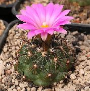 Coryphantha Plant pink