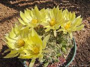 Gamle Dame Kaktus, Mammillaria Plante gul