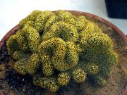 žlutý Rostlina Stará Dáma Kaktus, Mammillaria  fotografie