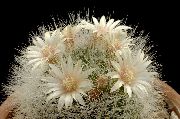 Gamle Dame Kaktus, Mammillaria Plante hvid