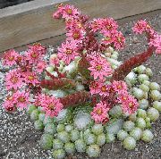 rožnat Rastlina Hiša Pora (Sempervivum) fotografija