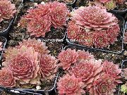 粉红色 卉 房子韭菜 (Sempervivum) 照片