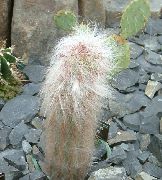 pink Plant Oreocereus  photo