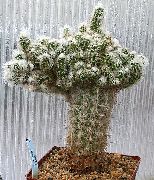 różowy Roślina Oreotsereus (Oreocereus) zdjęcie