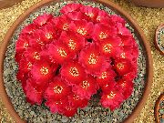 raudonas augalas Sulcorebutia  nuotrauka