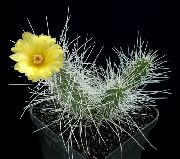 sarı Bitki Tephrocactus  fotoğraf