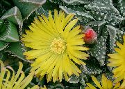 geltonas augalas Tigro Snukis, Katės Žandikauliai, Tigrinės Žandikauliai (Faucaria) nuotrauka