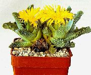 yellow Plant Tiger's Chops, Cat's Jaws, Tiger Jaws (Faucaria) photo