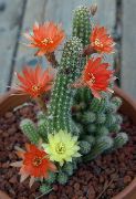 crvena Biljka Kikiriki Kaktus (Chamaecereus) foto