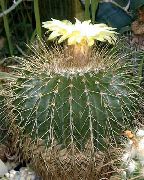white Plant Eriocactus  photo