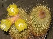 rumena Rastlina Eriocactus  fotografija