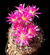 ružový Rastlina Eriosyce  fotografie