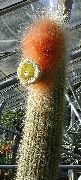 weiß Pflanze Espostoa, Peruanische Alter Mann Kaktus  foto