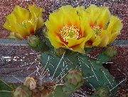 geel Plant Cactusvijg (Opuntia) foto