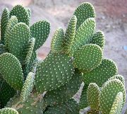 geel Plant Cactusvijg (Opuntia) foto
