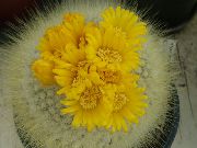 кактус пустынный Пародия Пародия золотистоиглая - Parodia chrysacanthion 