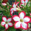 Kruka blommor (Inomhus blommor)