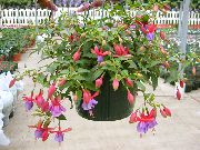 бузковий Квітка Фуксія (Fuchsia) Кімнатні рослини фото