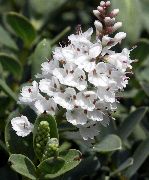 білий Квітка Хебе (Hebe) Кімнатні рослини фото