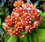 Hoya, Nuotakos Puokštė, Madagaskaras Jazminų, Vaškas Gėlė, Girlianda Gėlė, Floradora, Havajų Vestuvių Gėlių žiedas oranžinis