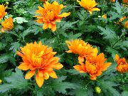 Хризантема Квітка помаранчевий