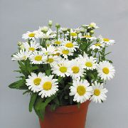 Çiçekçiler Anne, Pot Mum  beyaz
