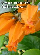 appelsin Blomst Guld Finger Plante (Juanulloa aurantiaca, Juanulloa mexicana)  foto