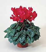 червен Цвете Персийски Виолетово (Cyclamen) Стайни растения снимка