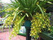 Cymbidium Flor amarelo