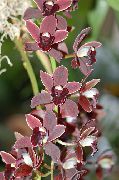 κόκκινο κρασί λουλούδι Συμπίντιουμ (Cymbidium) φυτά εσωτερικού χώρου φωτογραφία