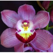    Cymbidium Orchids Burgundy Lip Belladonna