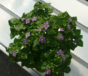მეწამული ყვავილების სპარსეთის Violet (Exacum) სახლი მცენარეთა ფოტო