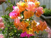 Бугенвиллия (Арека) Квітка помаранчевий