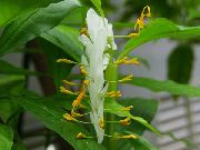 ホワイト フラワー ダンスの女性 (Globba-winitii) 観葉植物 フォト