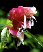 bijela Cvijet Crvena Kozica Biljka (Beloperone guttata)  foto