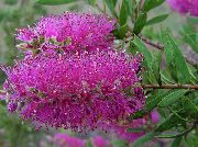 liliowy Kwiat Callistemon (Krasnotychinnik)  Rośliny domowe zdjęcie